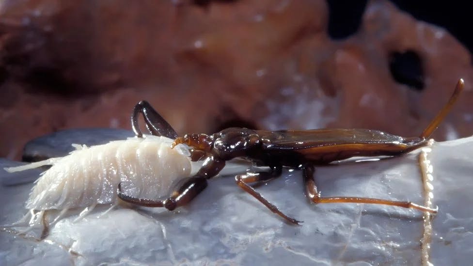 Un scorpion de apă atacând un crustaceu